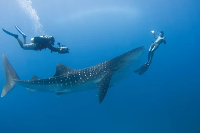 Whale Shark Wallpapers And Images   Wallpapers, Pictures, Photos