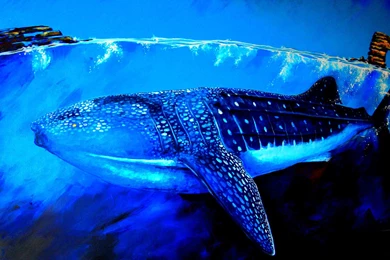 Whale Shark Wallpaper, Animals / Aquatic: Whale Shark, Shark ...
