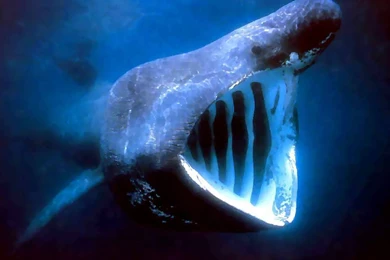 Formidable Whale Shark Photo And Wallpaper. Cute Formidable Whale ...