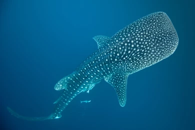 Whale Shark Underwater Ocean Sea Wallpapers