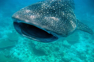 Whale Shark Underwater Ocean Sea Wallpapers