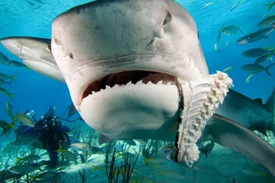 Whale Shark Eating Fish   Wallpaper.