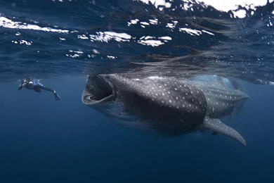Whale Shark Underwater Ocean Sea Wallpapers