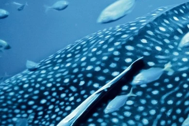 Whale Shark Wallpaper, Animals / Recent: Whale Shark, Palau ...