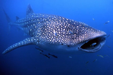 Award Reveals Australiaâ€™s Hidden Jewel Of Marine Adventure ...