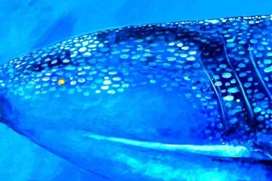 Whale Shark Wallpaper, Animals / Recent: Whale Shark, Underwater, Art