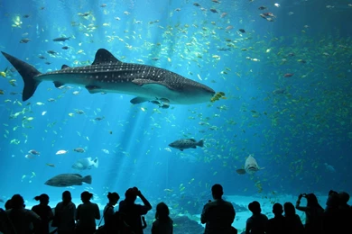 Animals, Wildlife, Nature, Sea, Fish, Whale Shark, Shark, Aquarium ...