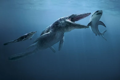 Pics, Facts, Funny Stuff About Animals & Nature Shark Attack ...