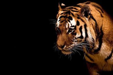 Big Cat Animal Jingle Dengerious Tiger Cats Full HD Animal ...