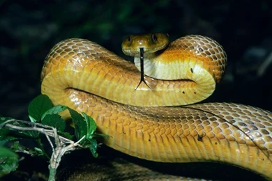 Big Snake HD Wallpapers