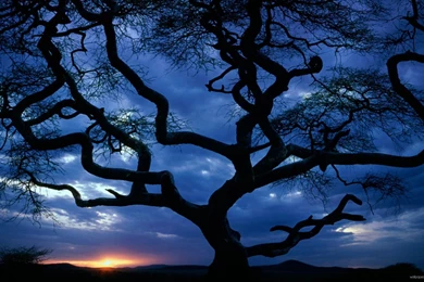 Gallery For Big Widescreen Wallpapers