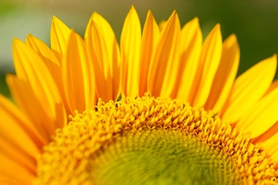Big Yellow Sunflower Flower Wallpapers HD Backgrounds