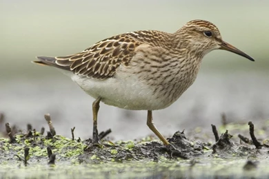 Pectoral Sandpiper Foraging Annapolis Valley Nova Scotia Canada HD ...
