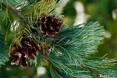 Pine Tree Backgrounds Wallpapers Cave