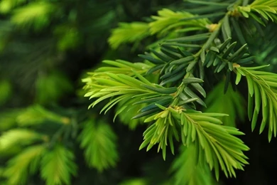 Pine Tree Wallpapers