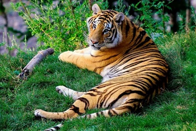 High Resolution Tiger Wallpapers   Splendid Wallpapers HD