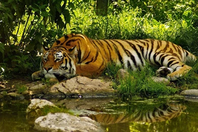 Tiger Wallpapers   Wallpapers Cave