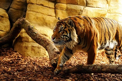 Tiger wallpaper 05.jpg