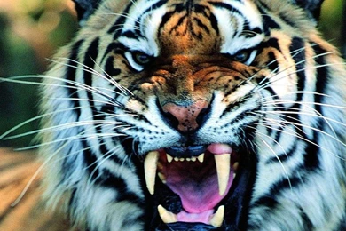 Tiger Wallpapers   Wallpapers Cave