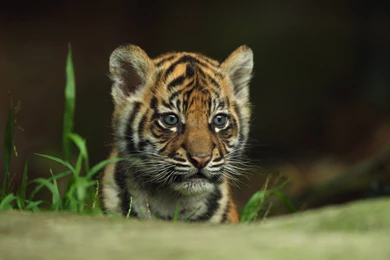 Baby Tiger Wallpapers High Quality Resolution