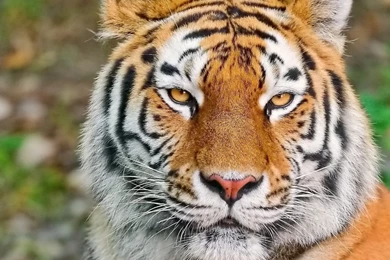 Tiger wallpaper photos dowload.jpg