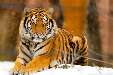 Sleepy Siberian Tiger Wild Animal HD Desktop Wallpapers ...