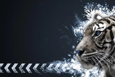 White Tiger Wallpapers Free   Wallpapers Cave