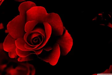 Sign Of Love HD Desktop Wallpapers : High Definition : Fullscreen ...