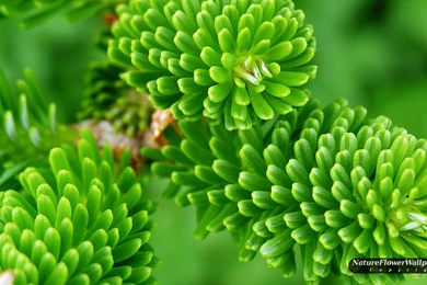 Pine Tree Closeup Wallpapers 1920x1080