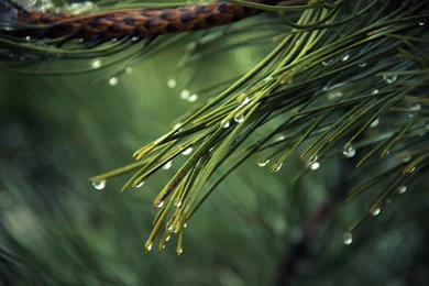 Pines Tree With Rain Drops Wallpapers :: HD Wallpapers