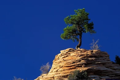 Nature: Single Pine Tree Atop Sandstone Formation, Zion National ...