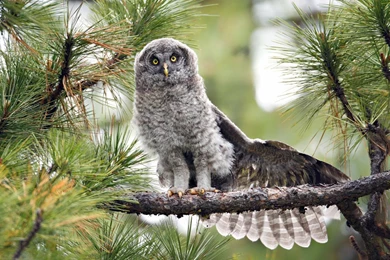 Barred Owl In A Pine Tree Wallpapers 25004