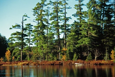 Pine Tree Forest Wallpapers 14751   Amazing Wallpaperz