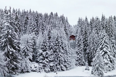 Pine Tree iPad Wallpapers