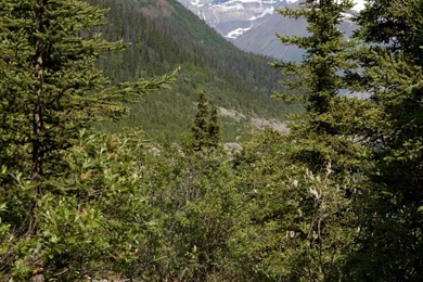 Green Pine Tree Wallpapers