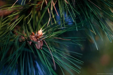 Download 1280x800 Pine Tree Macro Wallpapers