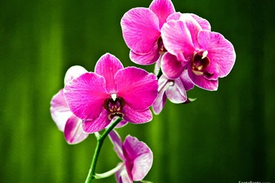 Orchids Wallpapers