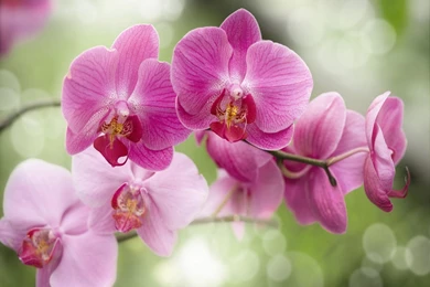 Orchids Wallpapers
