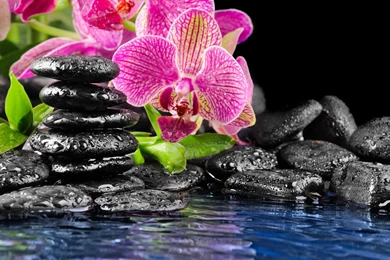 Orchids Wallpapers   883623