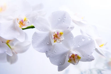 Download Wallpapers 3840x2400 Orchids, Flowers, Buds, White, Petals ...