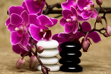 Spa Orchids And Stones   (