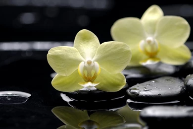 Download Wallpapers 2560x1440 Flowers, Orchids, Phalaenopsis ...