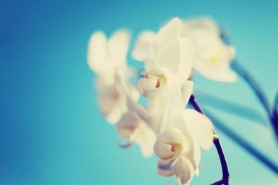 Frangipani Flower Images And Wallpapers Download