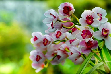 White And Pink Orchids Wallpapers   Wallpaper.
