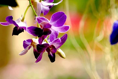 Purple Orchids Arrangements   Wallpaper.