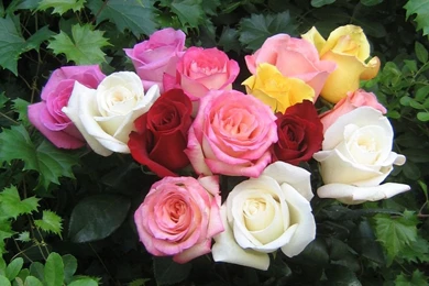 Beautiful Color   Roses Wallpapers (18577527)   Fanpop