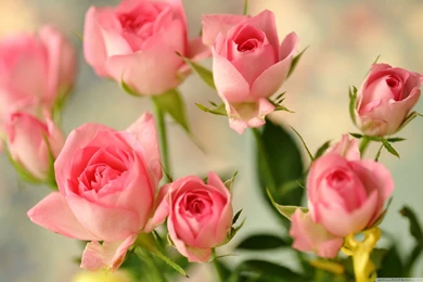 Cute Pink Roses Wallpapers