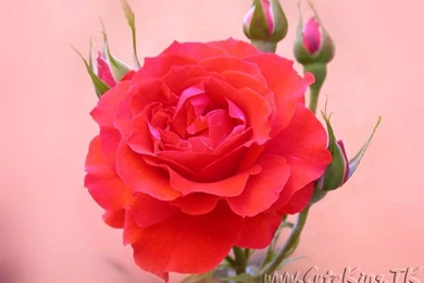 Babbler's Den: [forwards4all] Cute Rose Wall Papers   (Part:1)‏