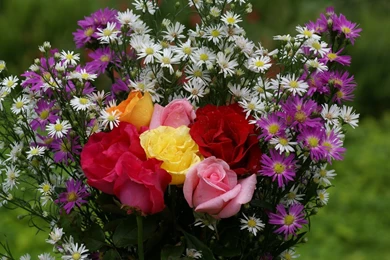 Beautiful Rose Flowers Images And Wallpapers Download