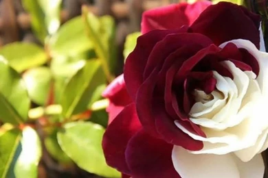 Cute Roses Wallpapers 01